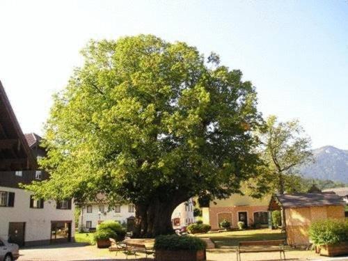 Pension Schierl Faistenau Buitenkant foto